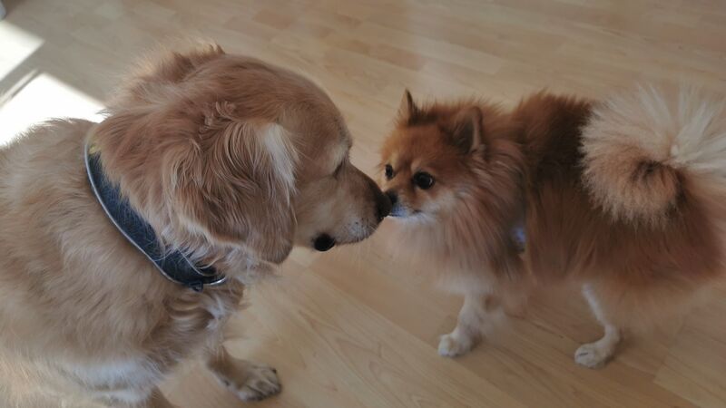 Maya y Poker🐾🐾