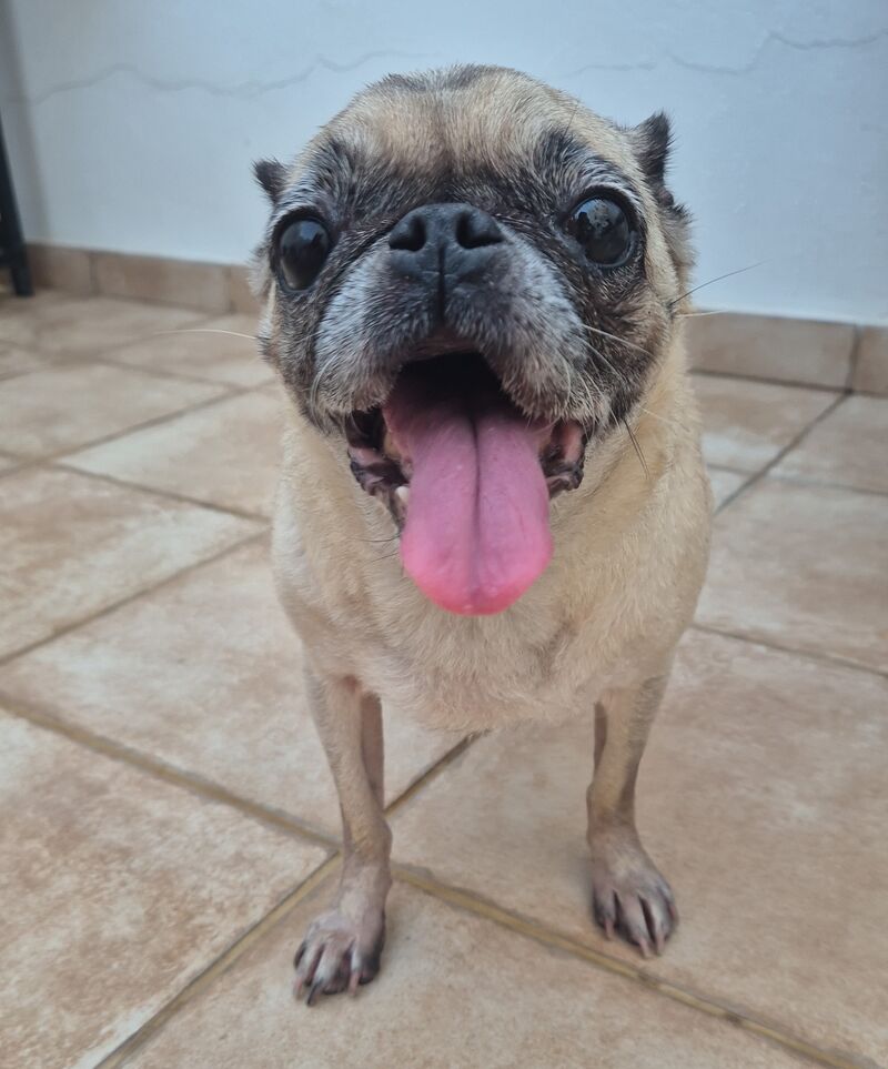 Yo soy Mango 🐾🤗