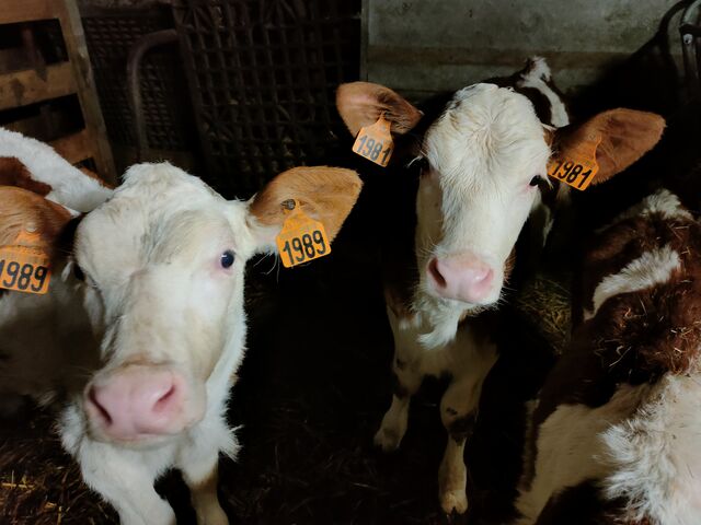 Les vaches qui font le Saint-Nectaire, en direct de la ferme de la Griffe ! Nous aimons le circuit-court !