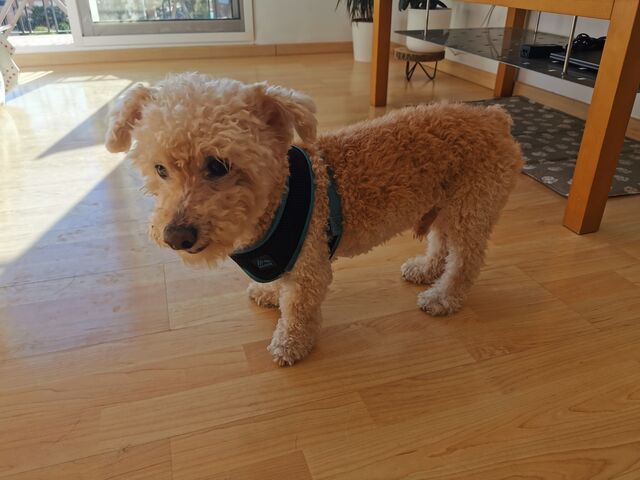 Me llamo Lucky ☺️