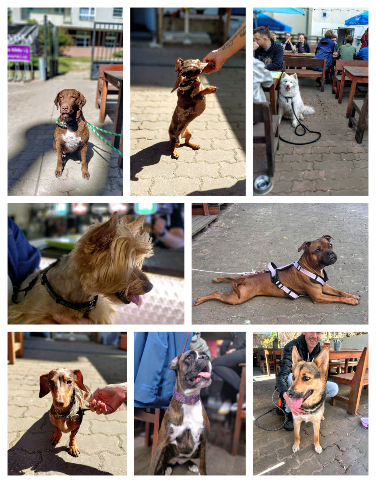 Pejsci vítáni 🐾