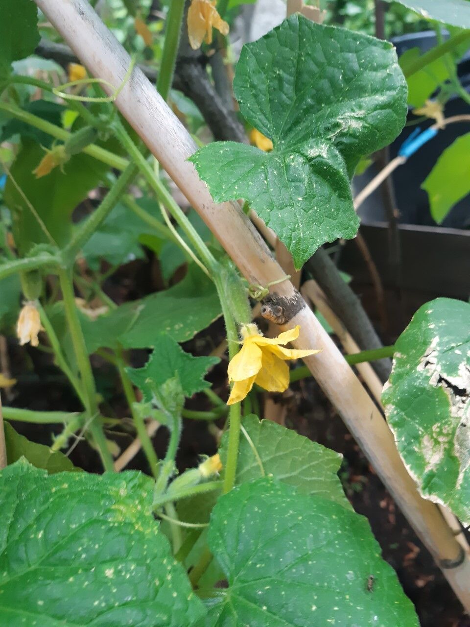 El huerto de La Parada está a punto de empezar a dar sus frutos.