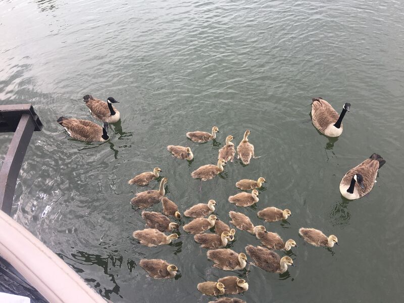 Chaque jour un nouveau spectacle