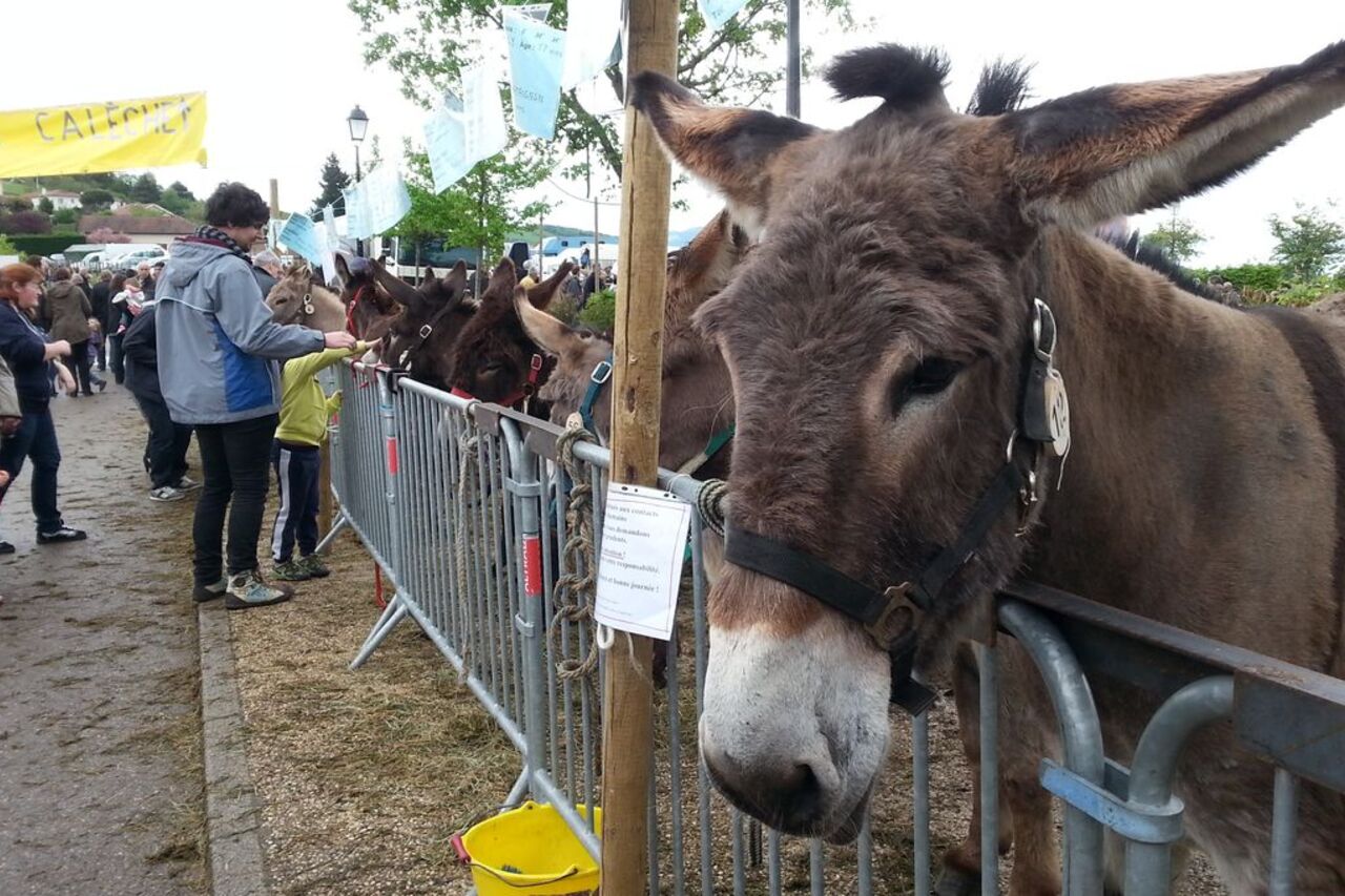 FETE DE L'ANE