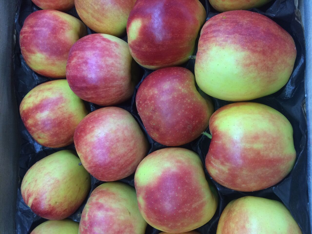 Pommes : Jonagolg 0,95€ le kg (origine : Belgique ; divers calibre)