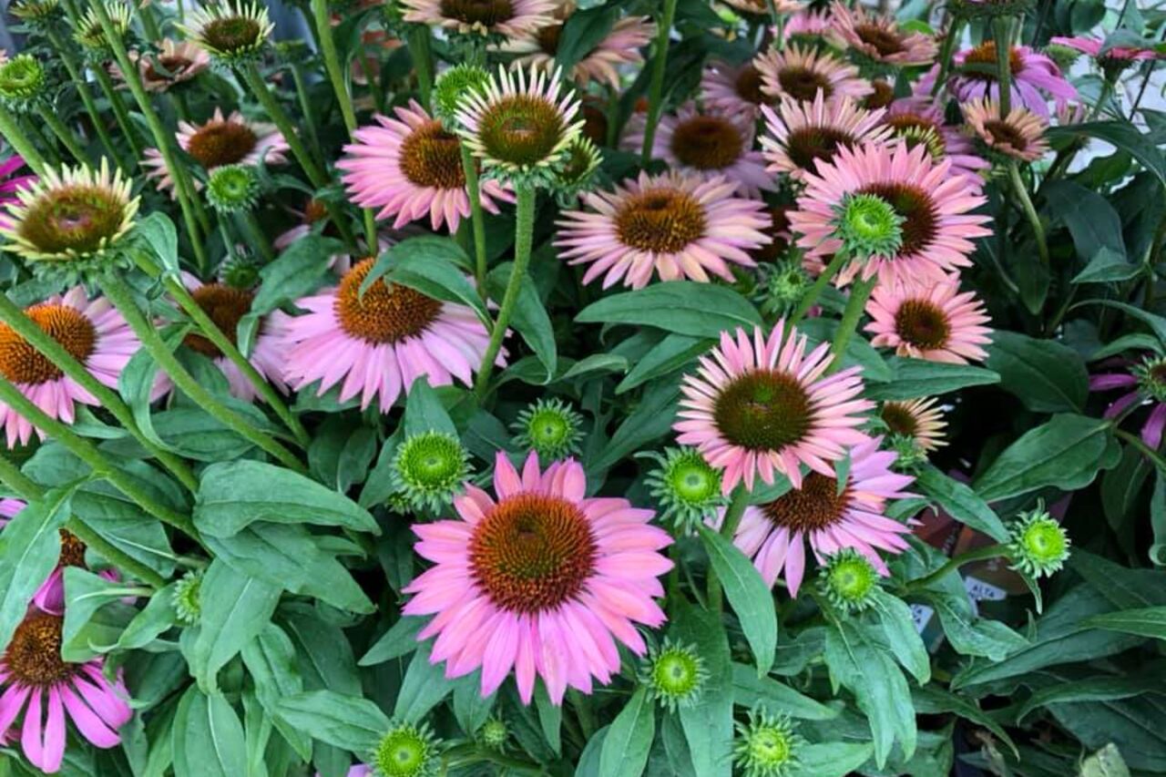 Blumen Deko gesucht