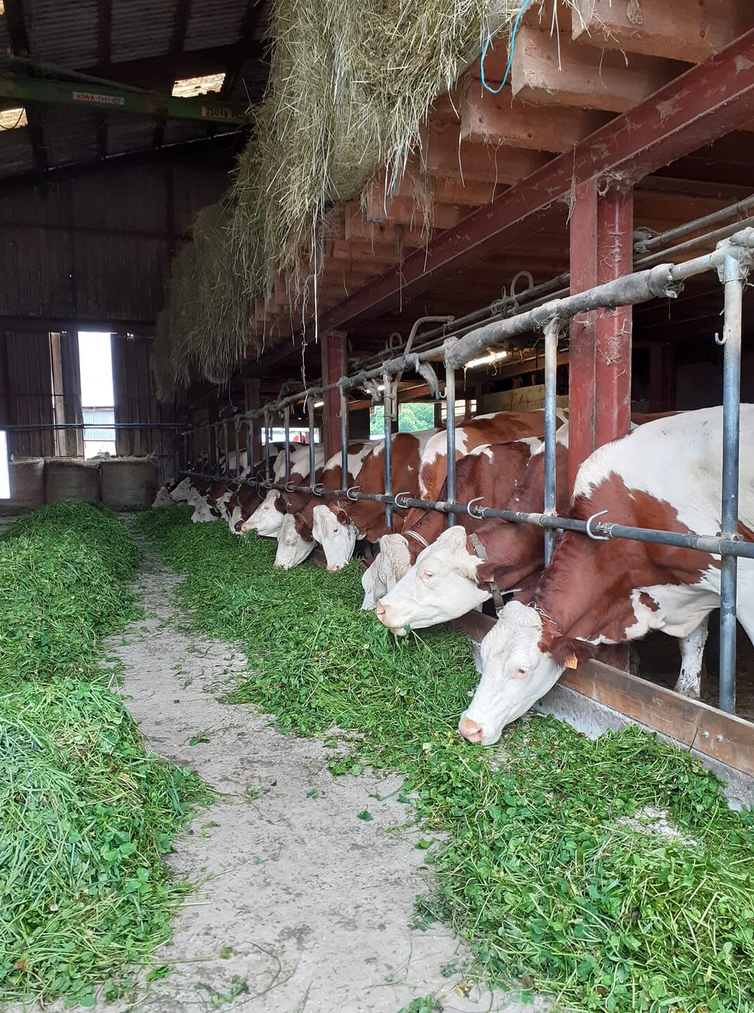 Nos vaches laitières