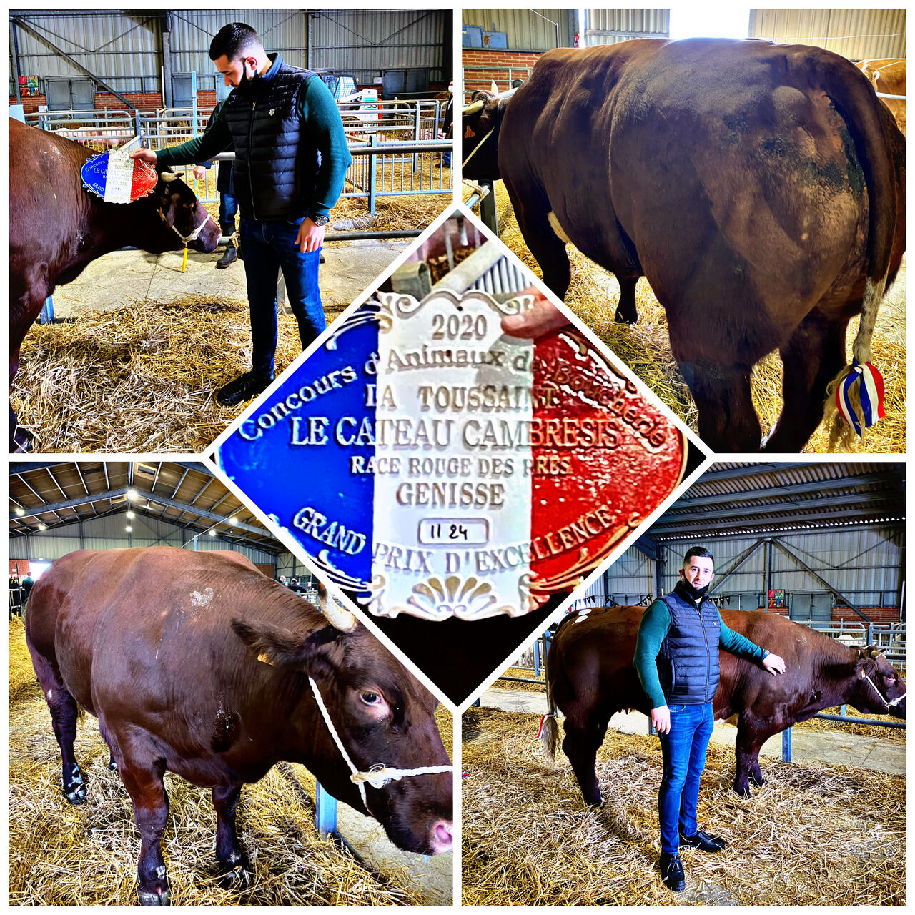 Boeuf de concours