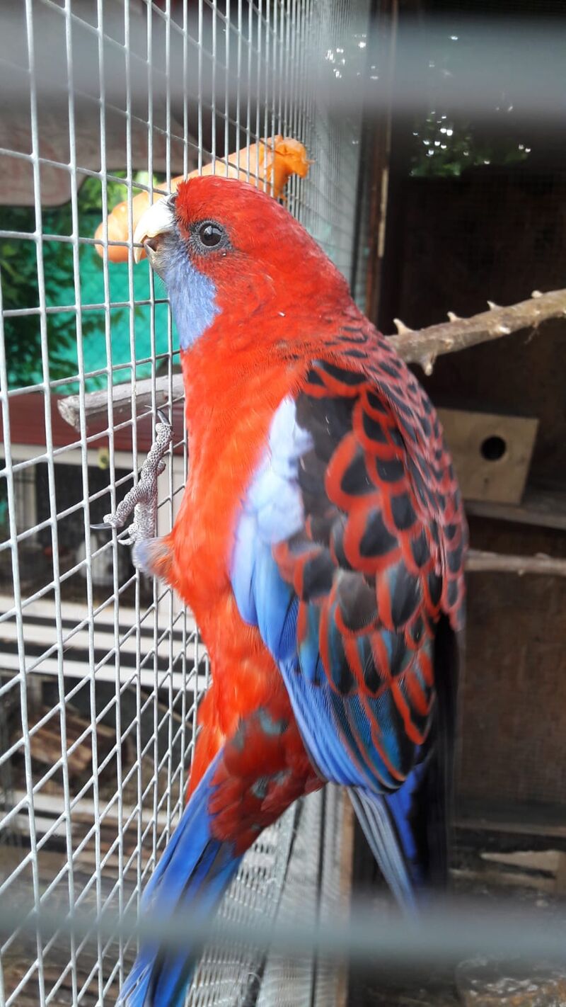 Kuki