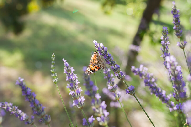 Flora and Fauna at - Konoba Maslina Pridraga
