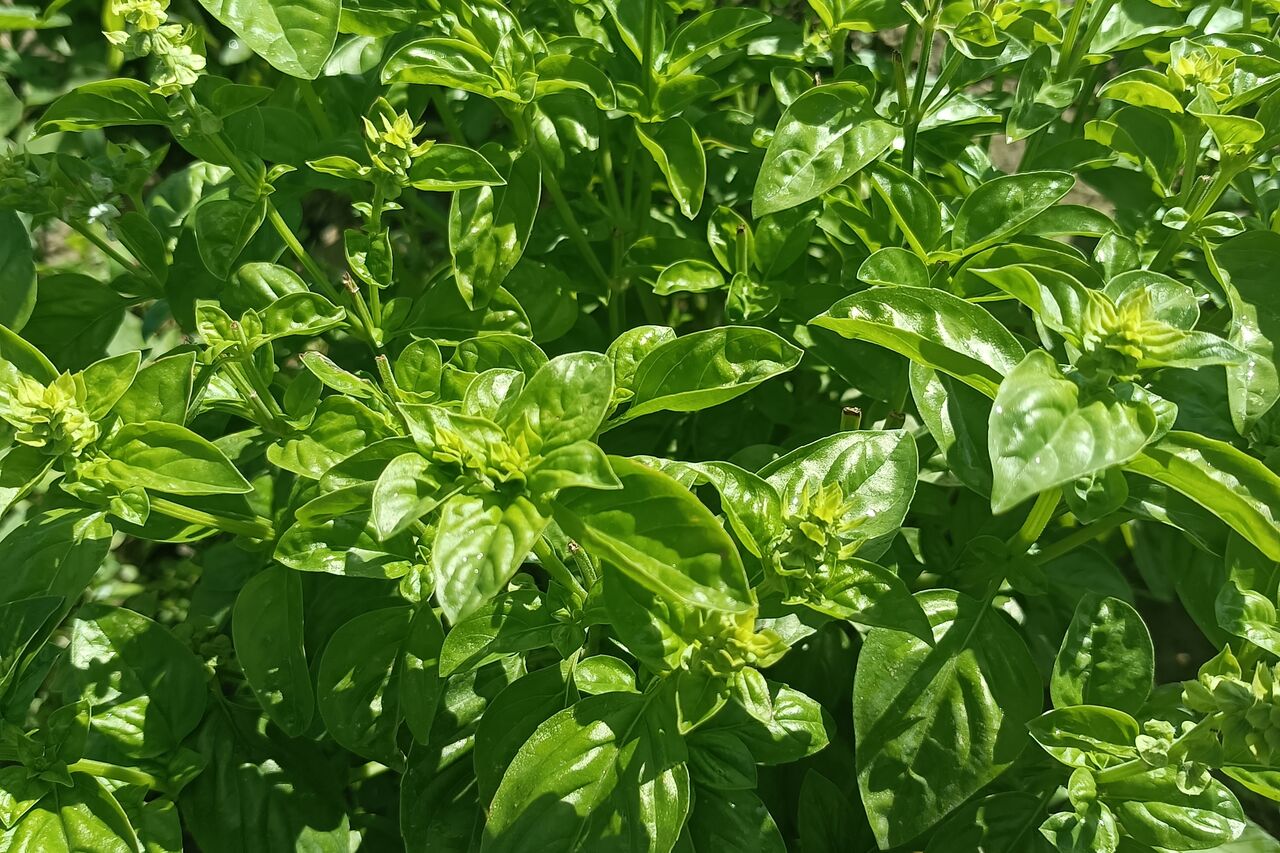 Basile le basilic frais du jardin.