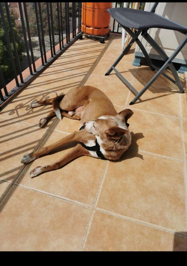 Quien mejor que Adam para decir como se la pasa en casa 😁