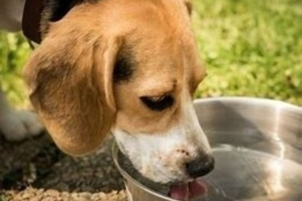 Ihr Hund ist bei uns willkommen
