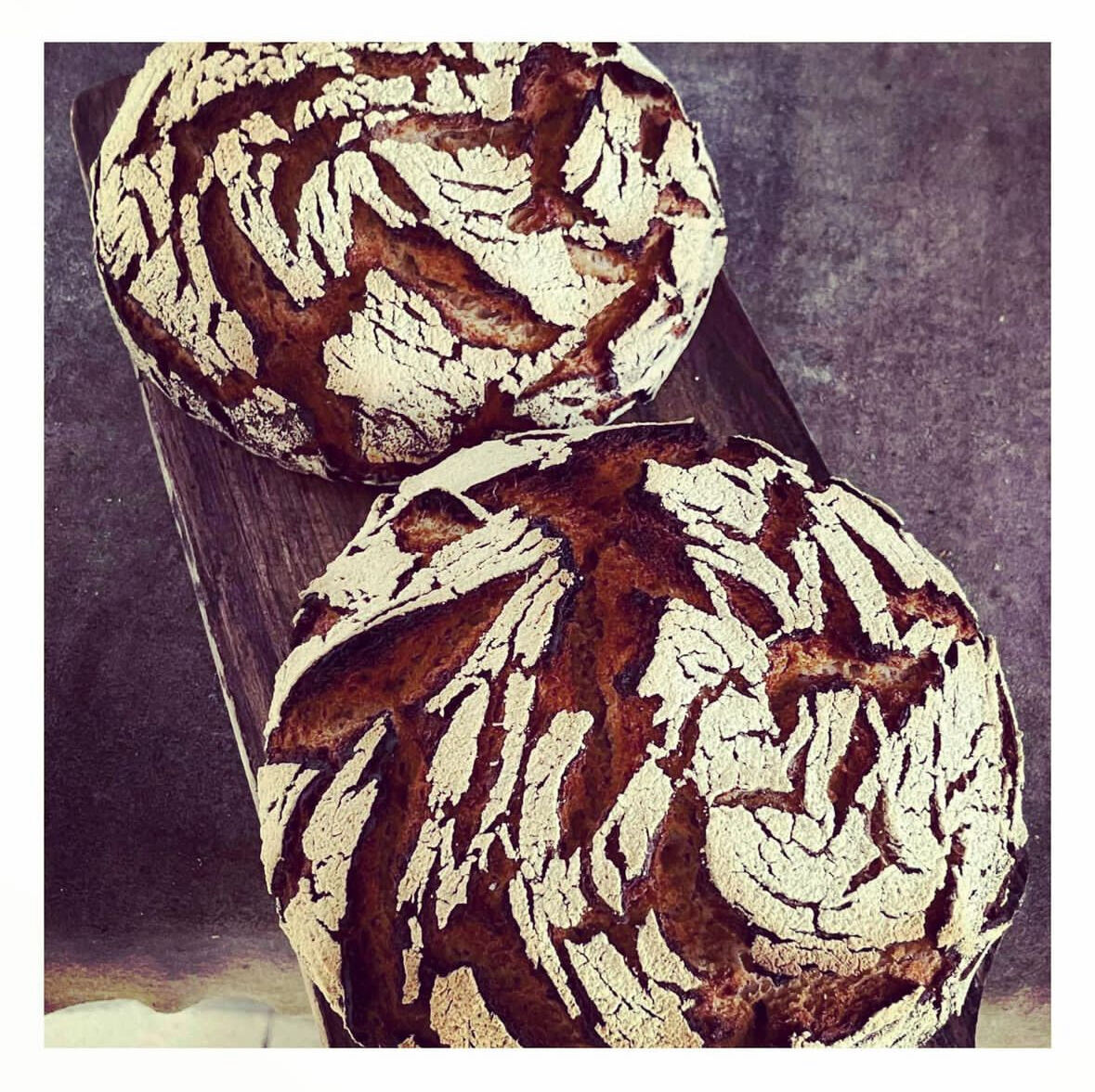 TOURTE DE SEIGLE BIO