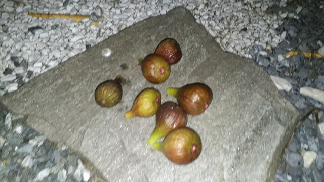 Figovník na našom dvorčeku. 