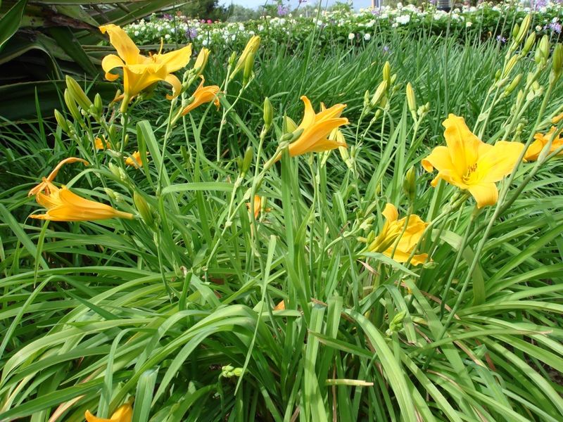 Graničica-Hemerocallis