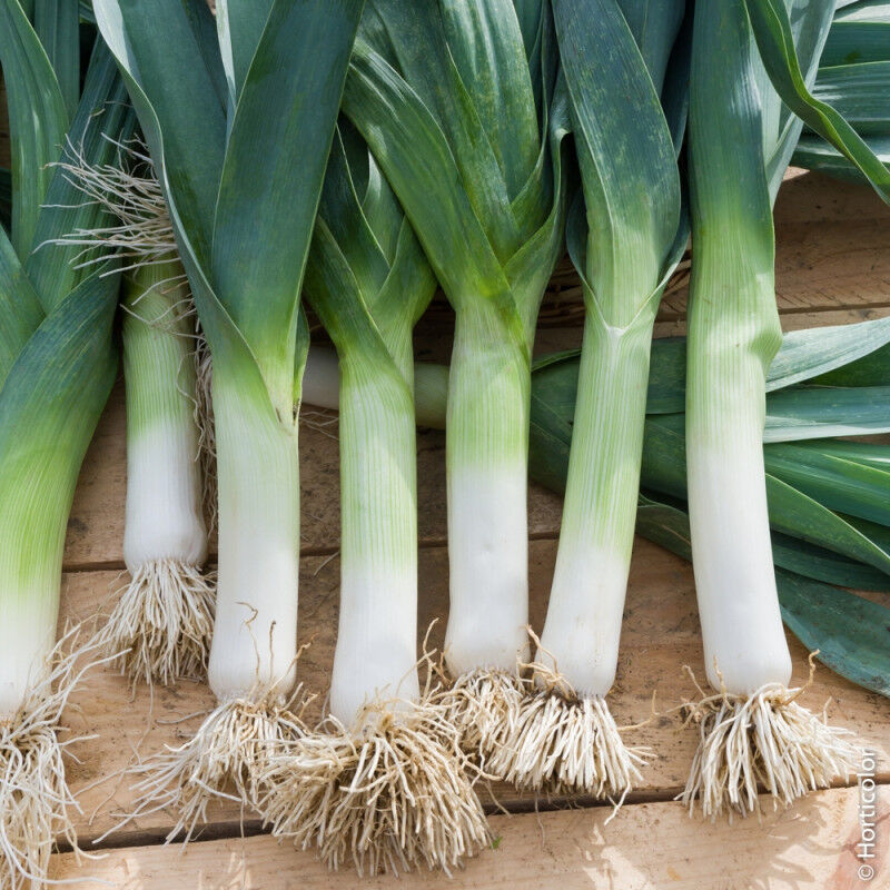 Poireaux (selon arrivage et saison) - 2,41€/kg (prix variable selon arrivage et saison)