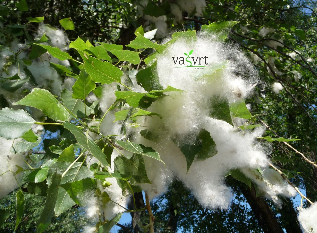 POPULUS NIGRA – CRNA TOPOLA