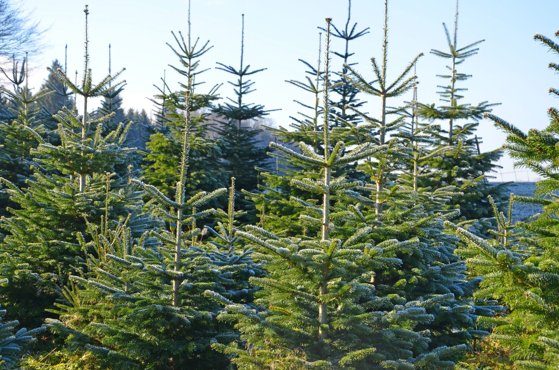 Christbaumverkauf