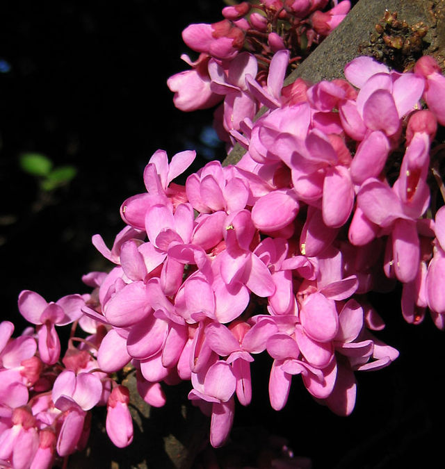 
Cercis siliquastrum (judić, judino drvo)