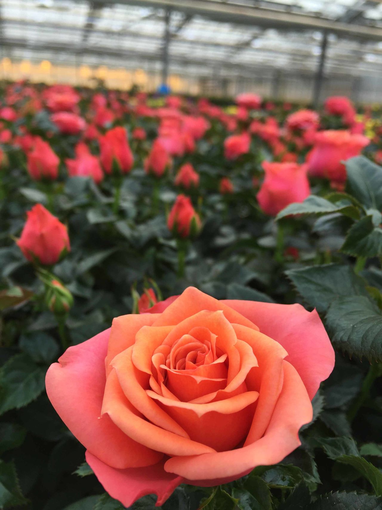 Mini Ruže
Miniature roses