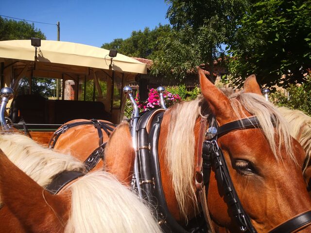 Notre bébé GESSE jument comtoise de 4 ans est ravie de faire partie du voyage