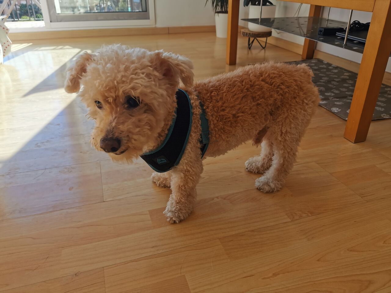 Me llamo Lucky ☺️