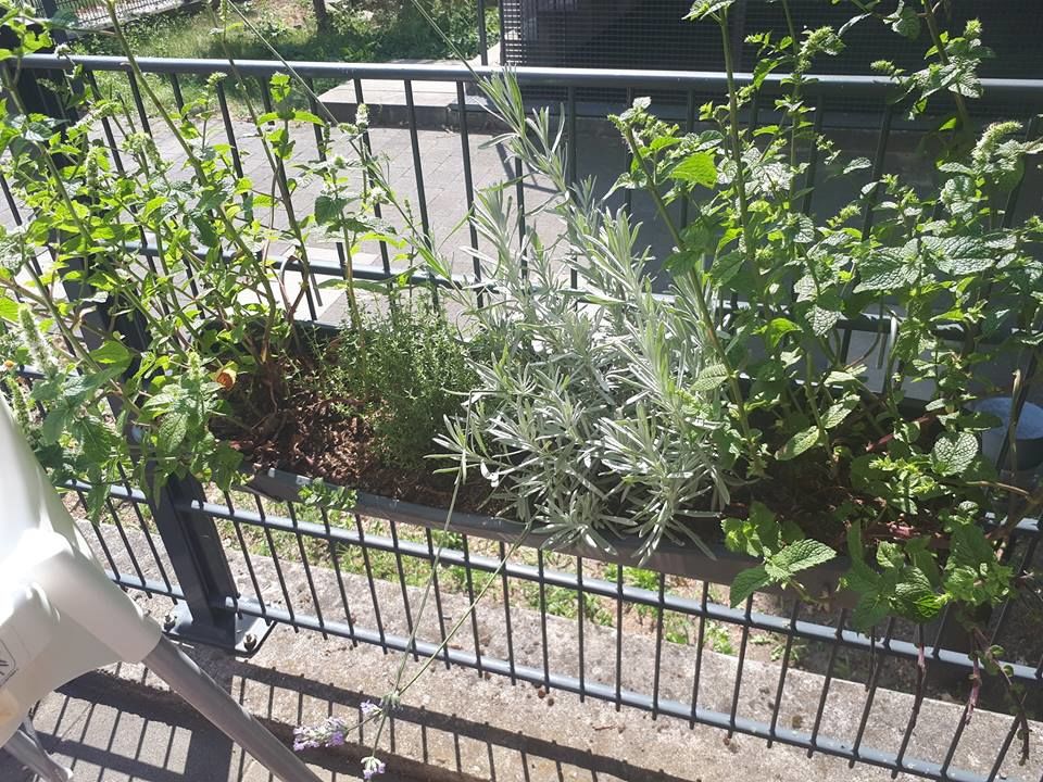 im Sommer platzen wir unsere Kräuter selbst an - beste Qualität - bester Geschmack