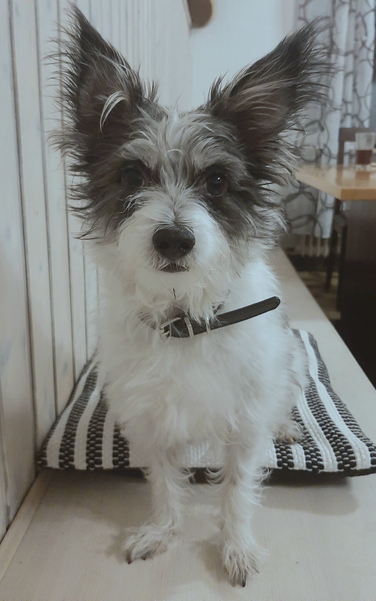 Unsere Treue Gast :) 