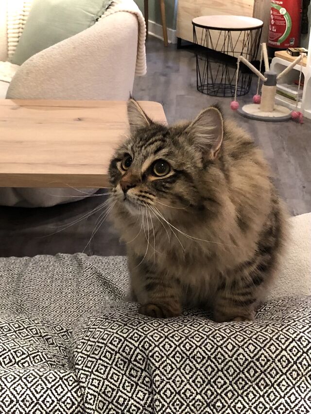 Berlioz adore les genoux et les câlins