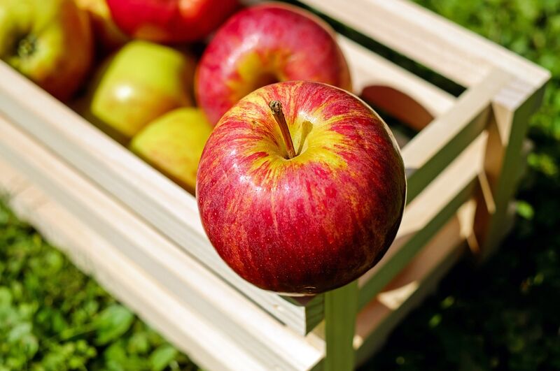 la saison des pommes est repartie la cueillette commence sur le verger par la mondial Gala ( mutant de Gala, coloration rouge st