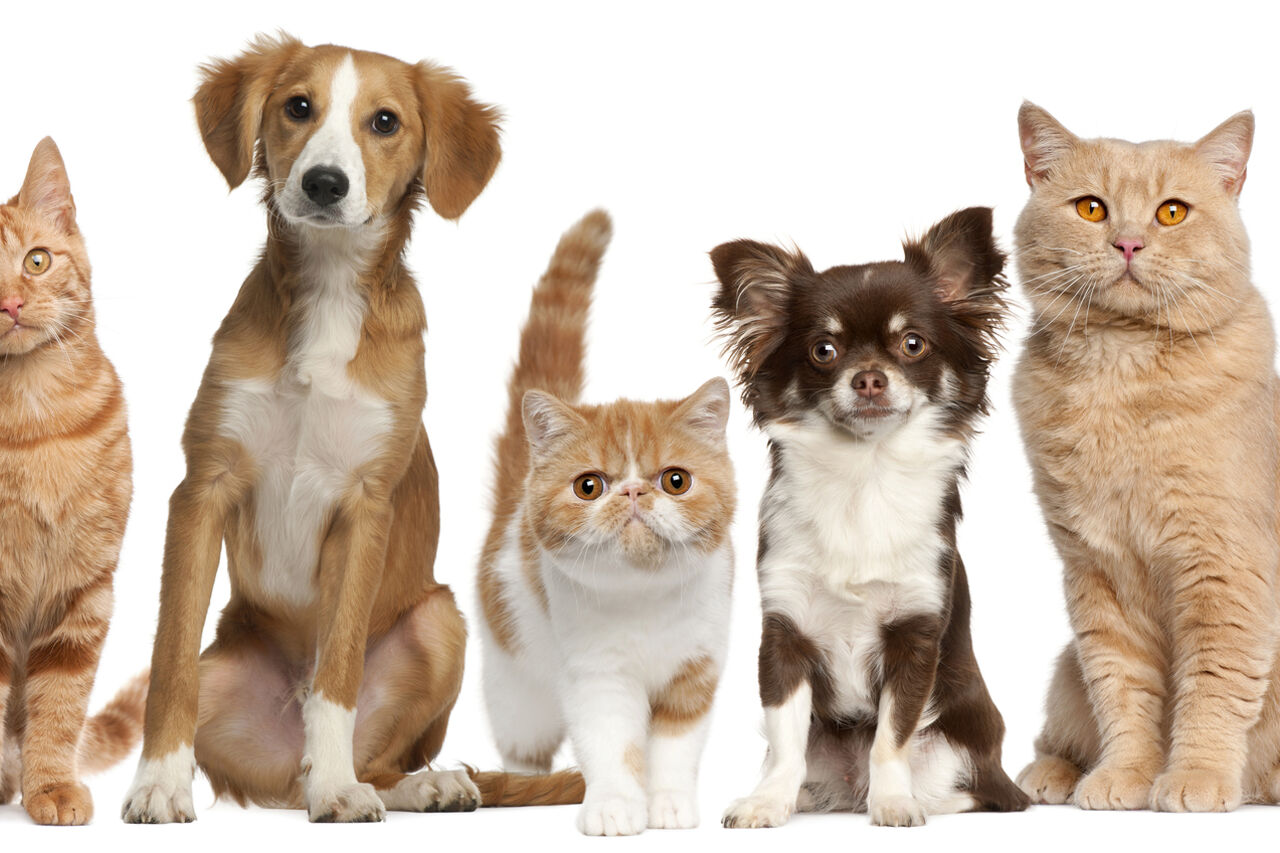 KEDİ VE KÖPEKLER İÇİN AÇIK MAMA