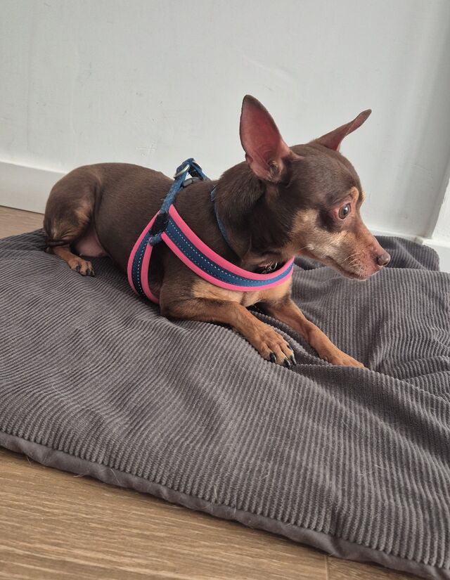 Yo soy Canela 💕🐾