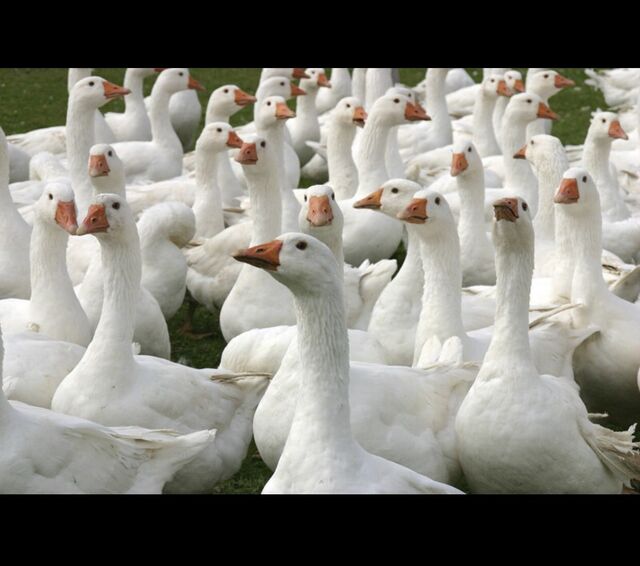 Die Gänse vom Gänse-Peter