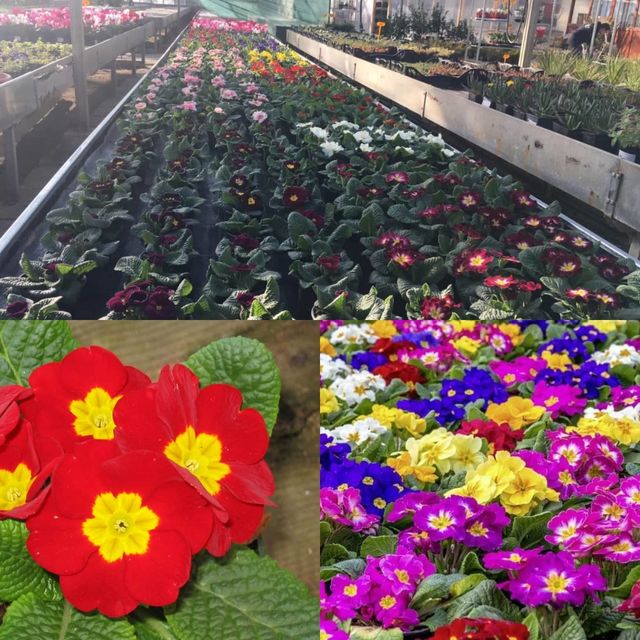 Jaglac
Znanstveni naziv: Primula Viša klasifikacija: Jaglačevke