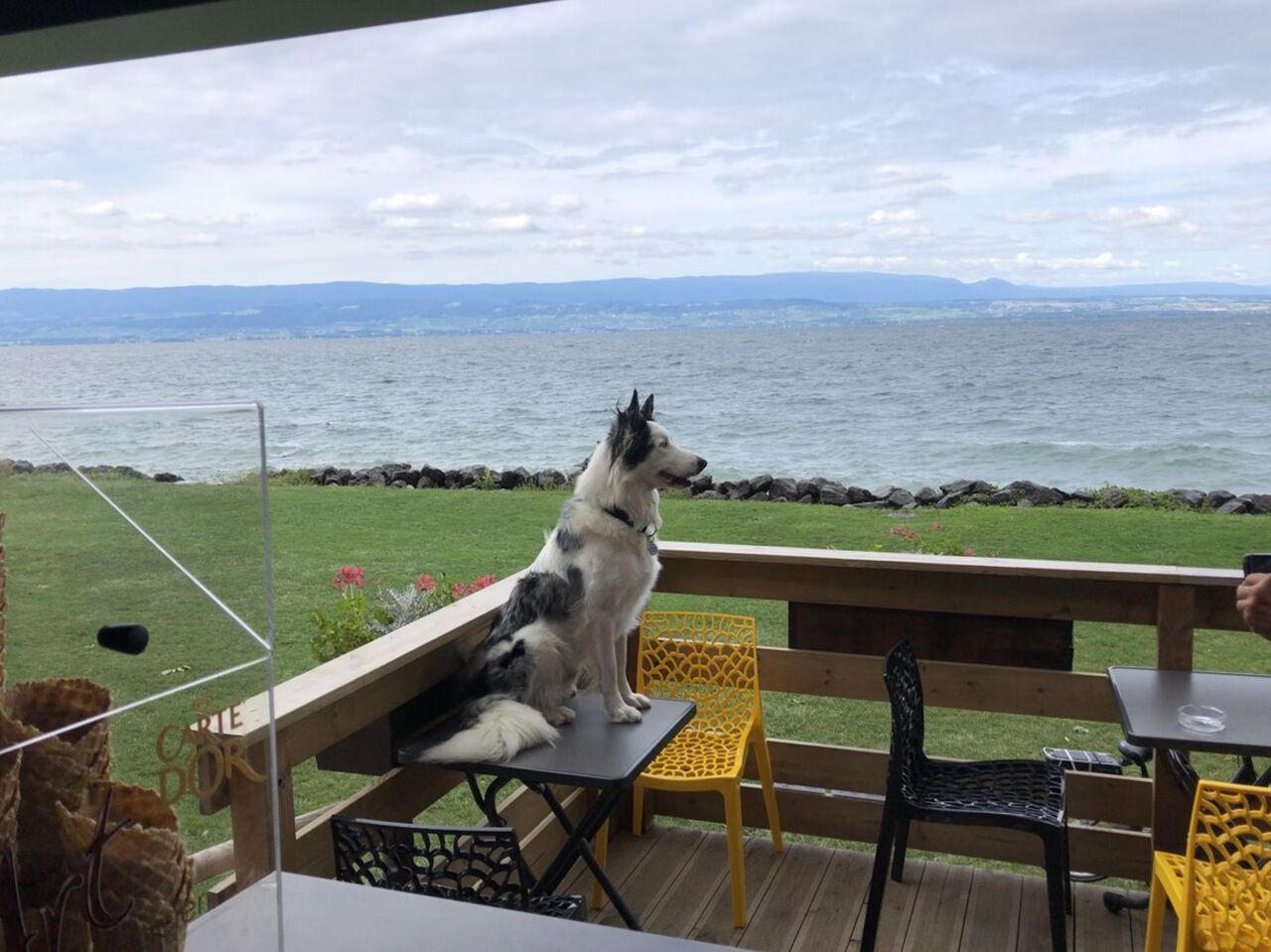 Une place de choix pour pour votre chien !