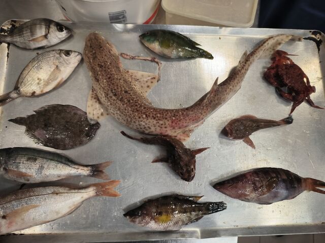 Poissons de roche pour la soupe 