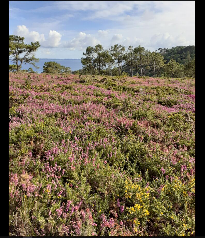 Le bois du Kador et sa bruyère toute en fleurs ! 