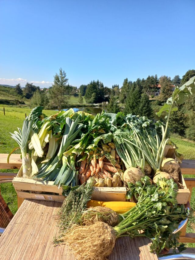 Récolte du potager