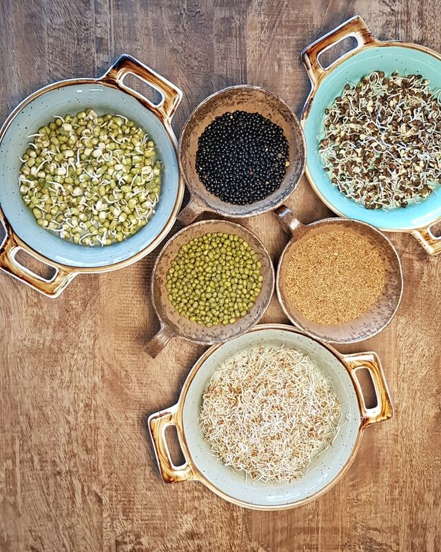 Selbstgezogenen Sprossen 