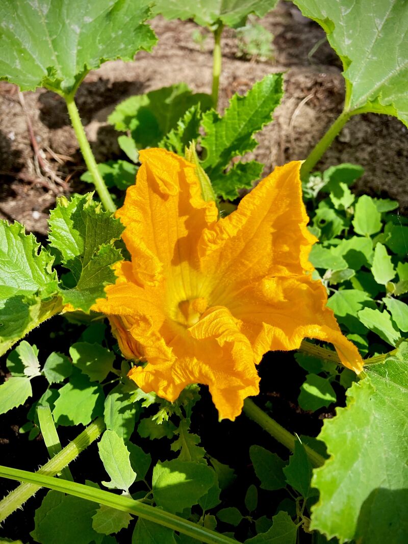 Les courgettes du jardin