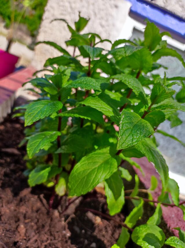 Un potager pour le restaurant