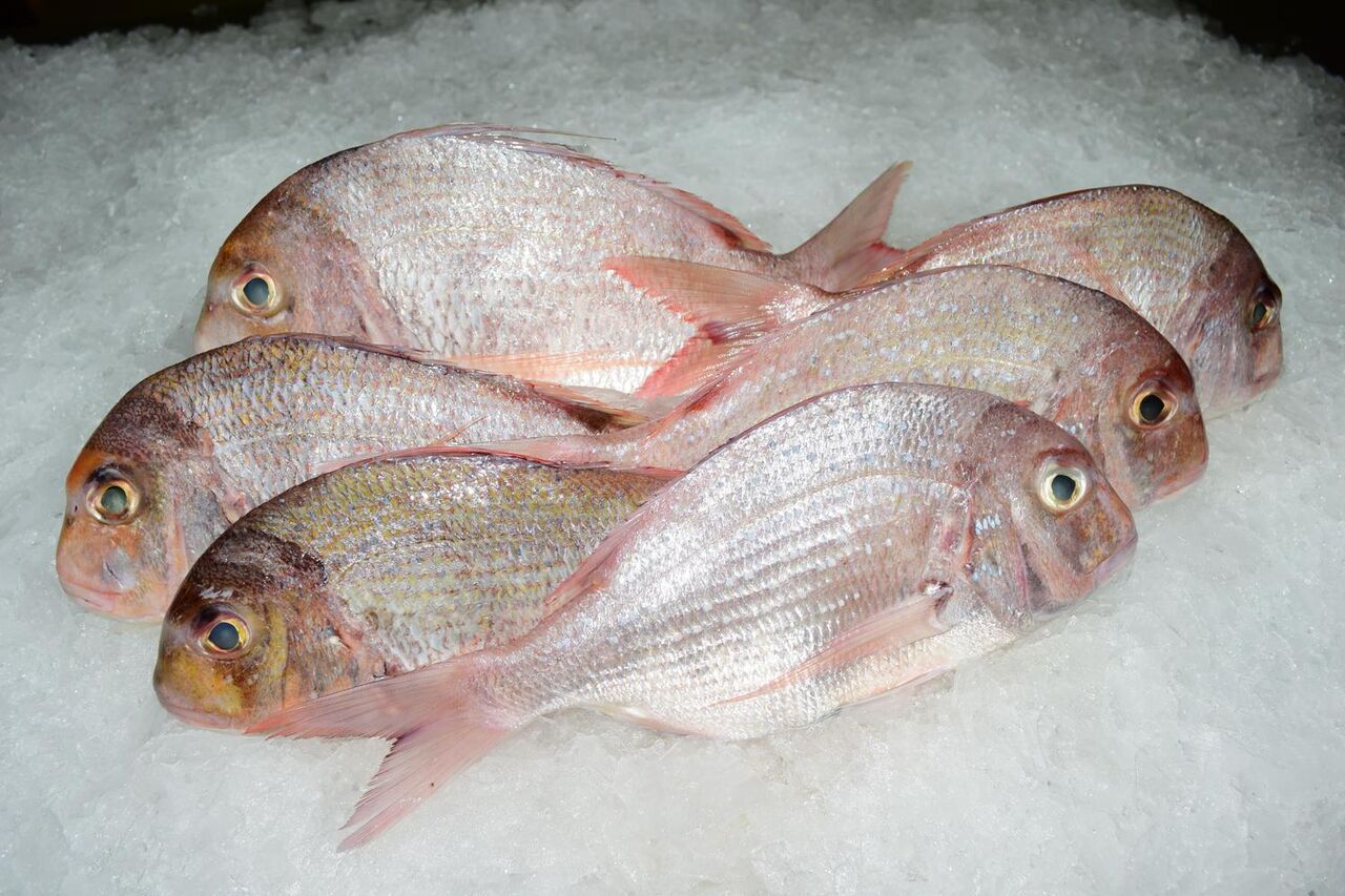 Dorade royale 16.00 € kg 