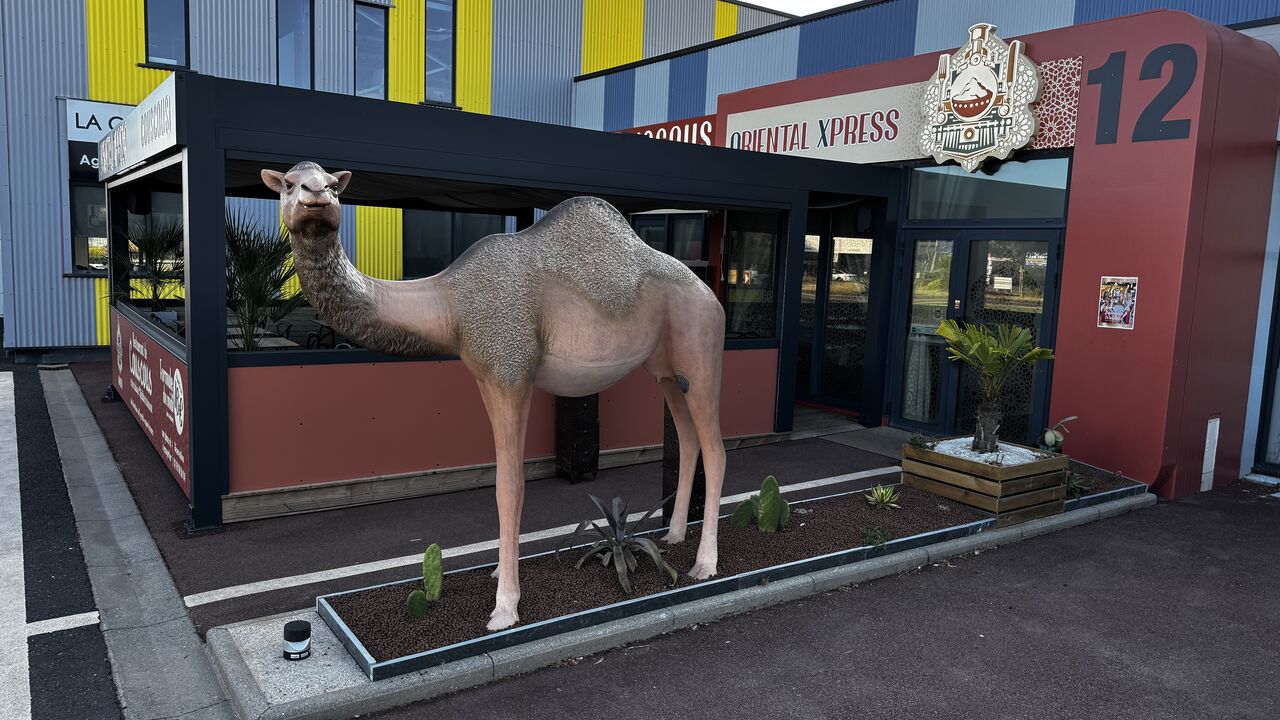 Notre dromadaire Dromie 