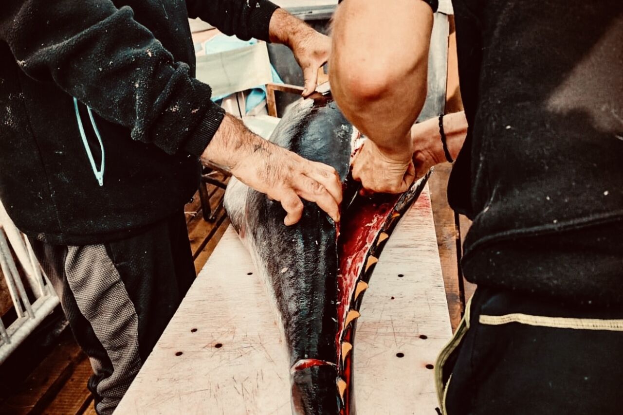 En direct du pêcheur !