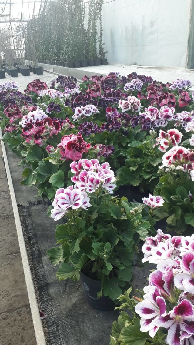 Pelargonija, žeravak, muškatla, điran