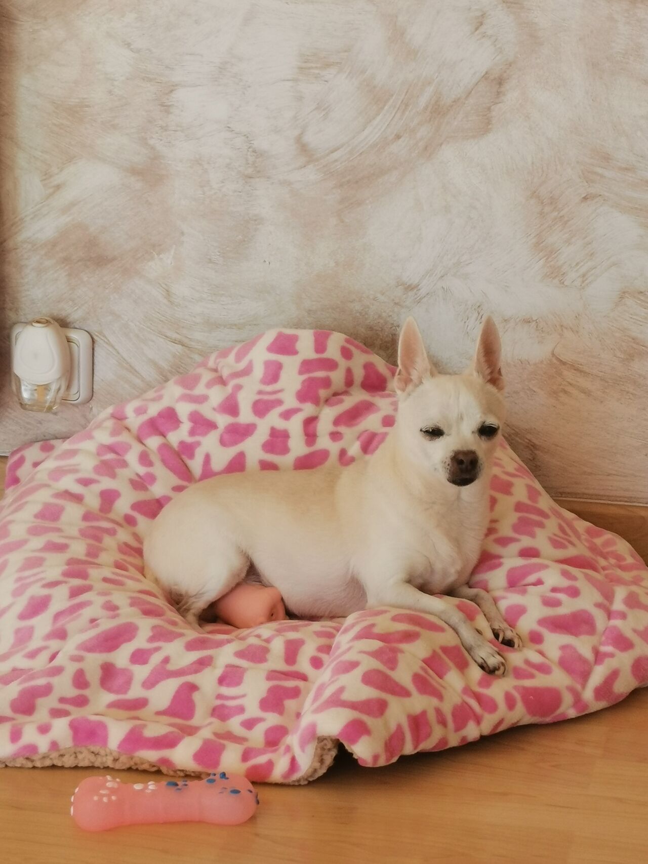 Gala Toda una Princesa 💝