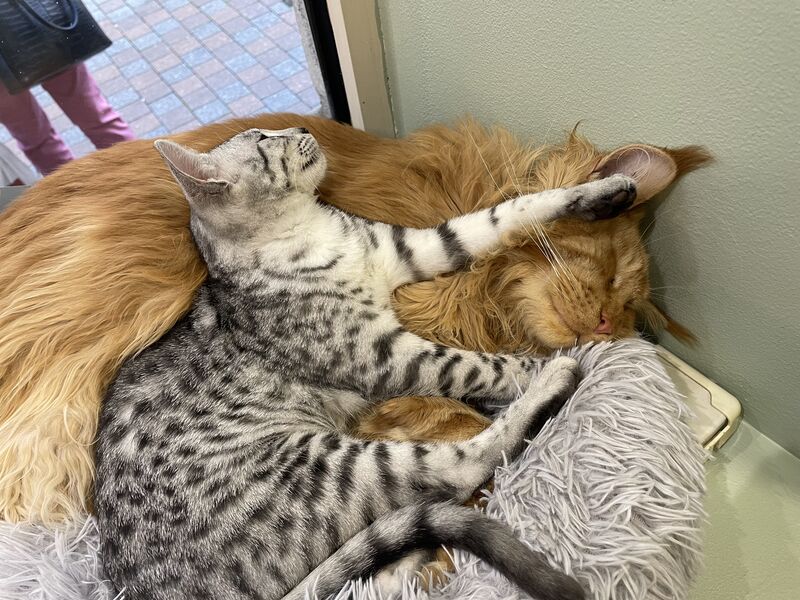 Slash et Maurice, duo complice