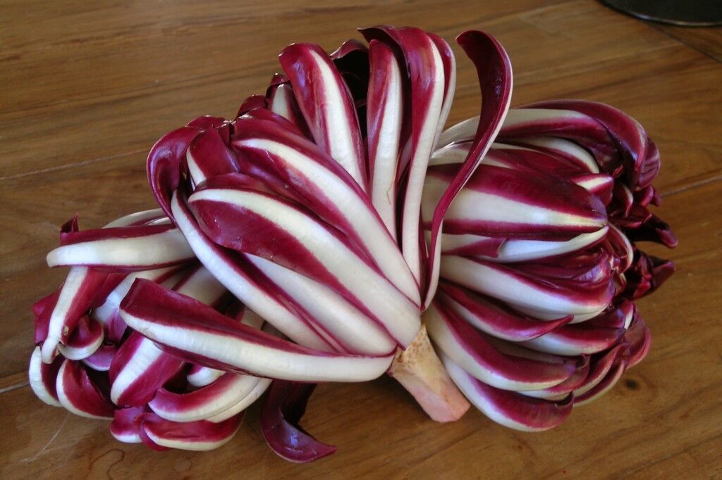 Il radicchio tardivo di Treviso.