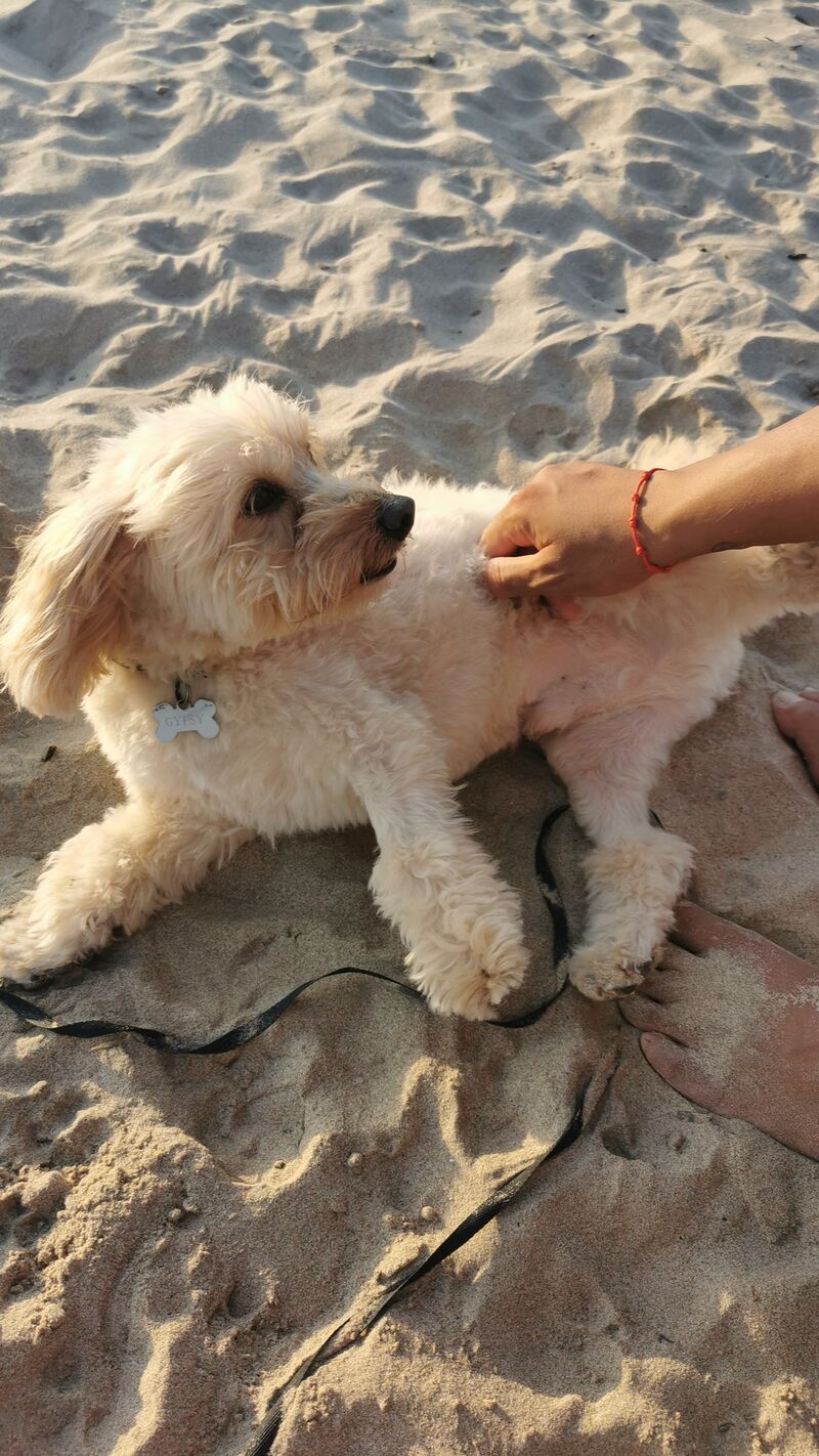 Gypsy de playa 🐾